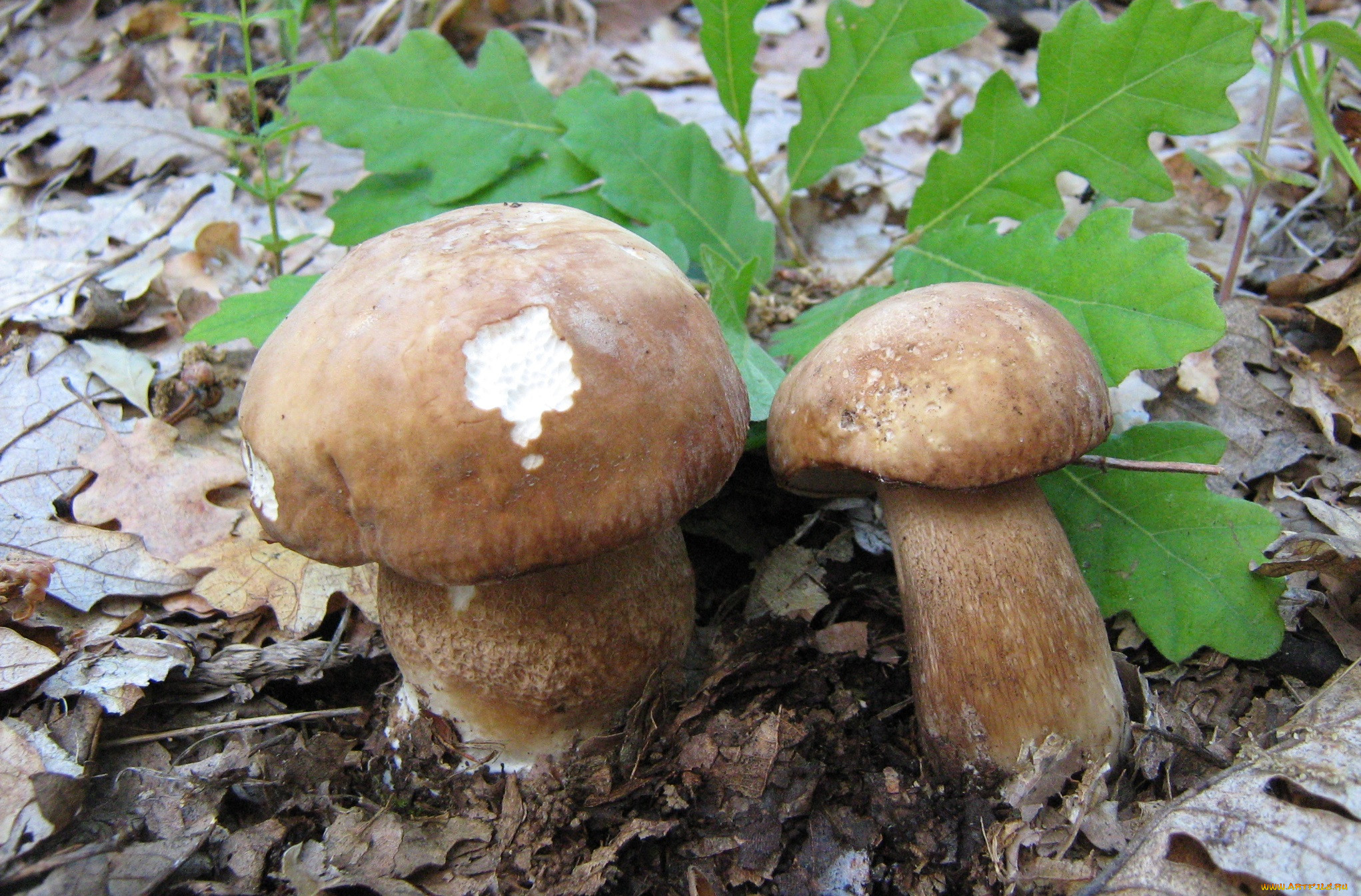 9 грибов